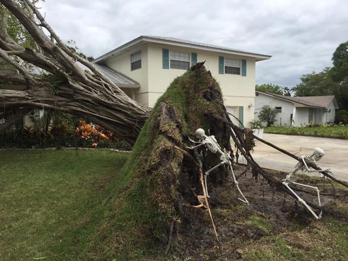 Skeletons uprooting a tree